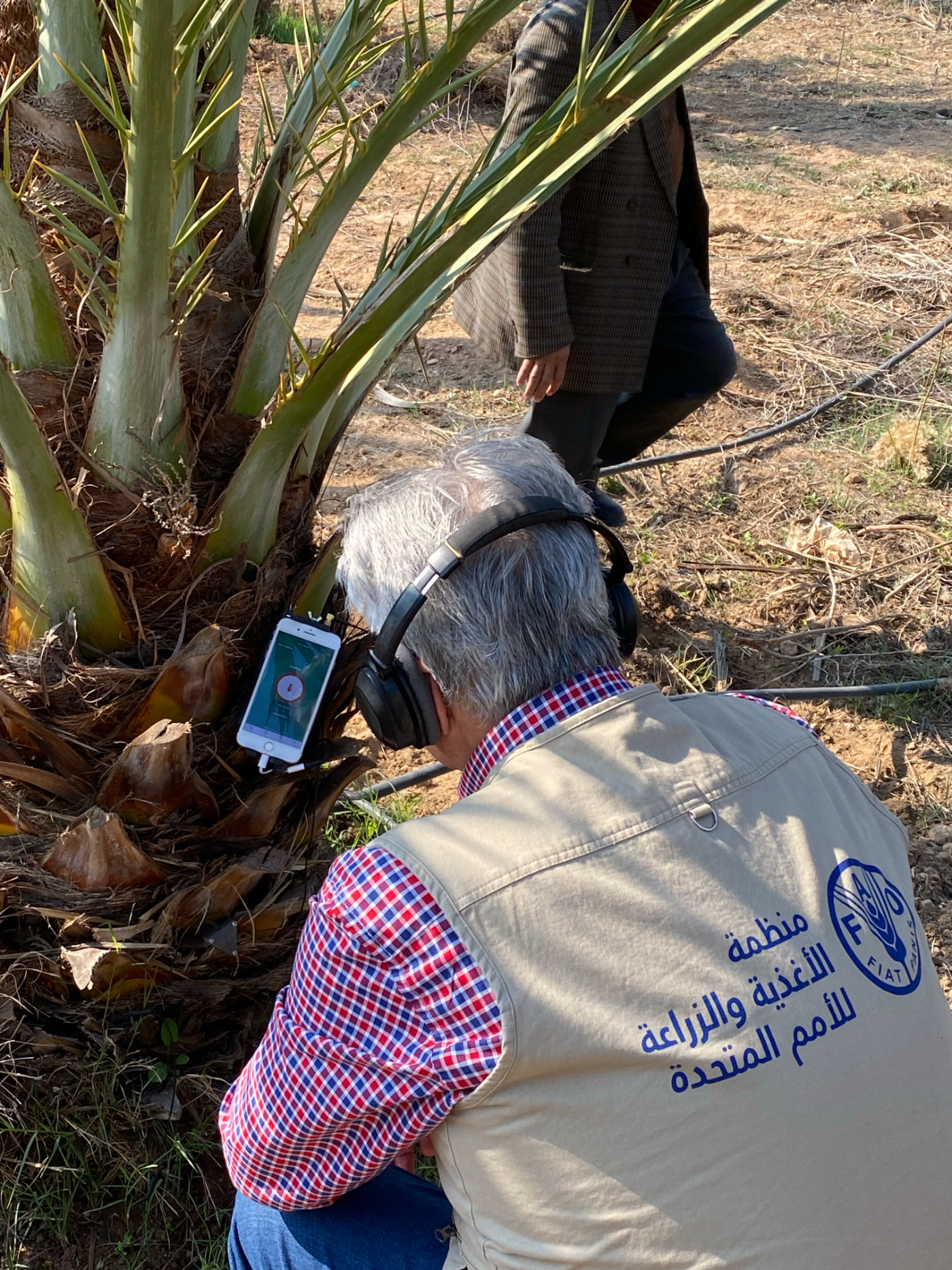 Jordan palm grove case study