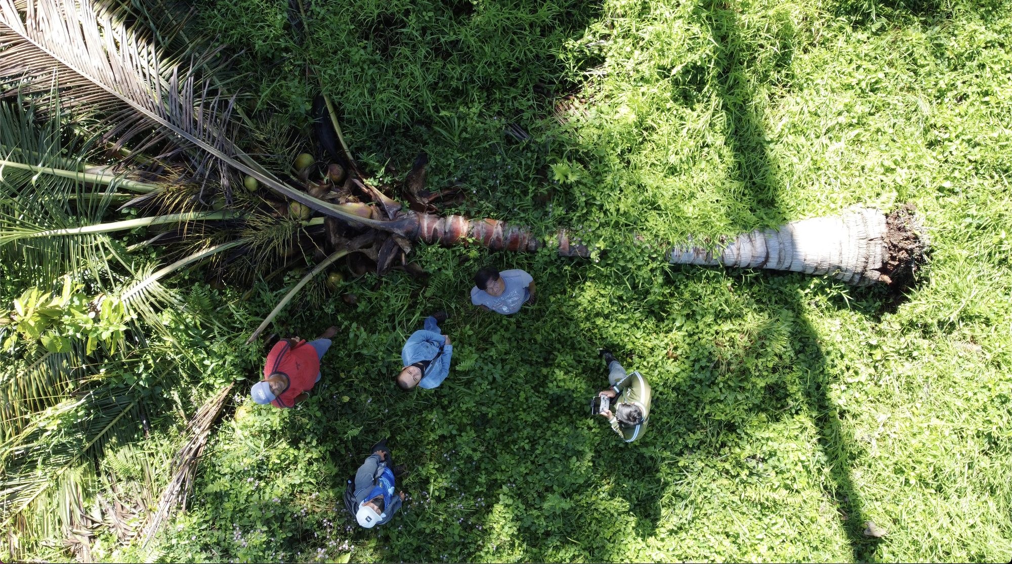 Aerial view of palm plantations