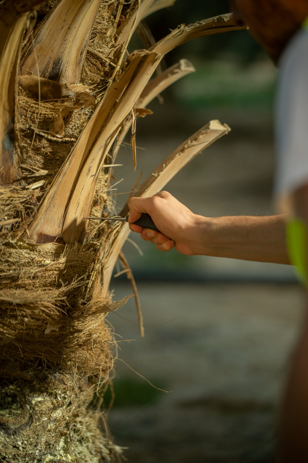 Operator inserting the needle probe into a date palm trunk