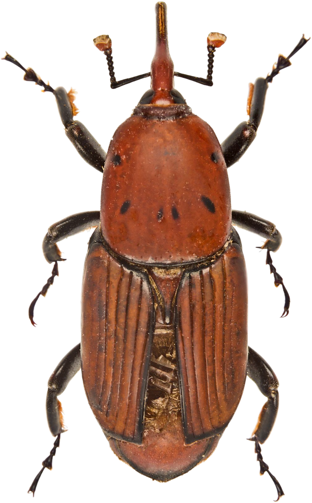 Red Palm Weevil close-up